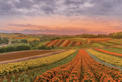 From Sapporo : Hokkaido Furano Tomita Farm Joiner Tour - Four Seasons Color Hill at Shikisai-no-oka