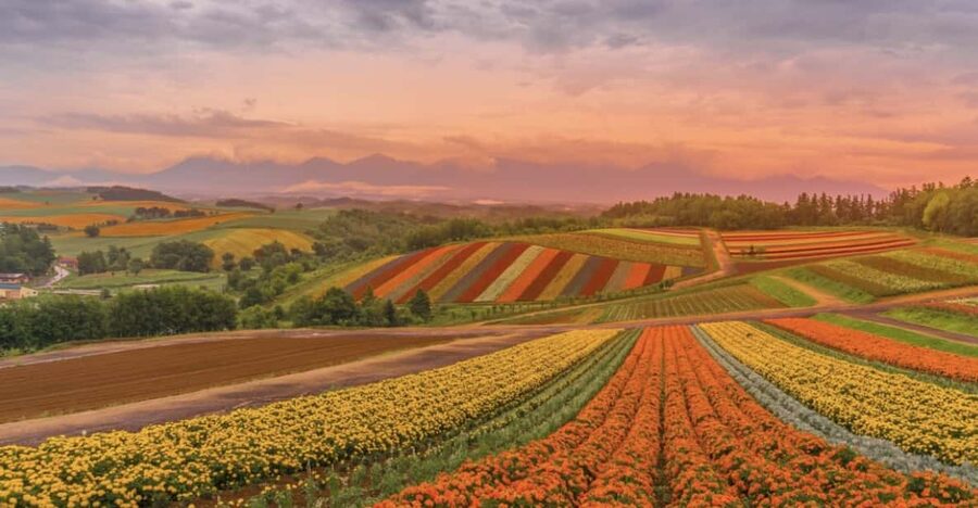 From Sapporo : Hokkaido Furano Tomita Farm Joiner Tour - My Booking Verdict: Should You Book This Joiner Tour?