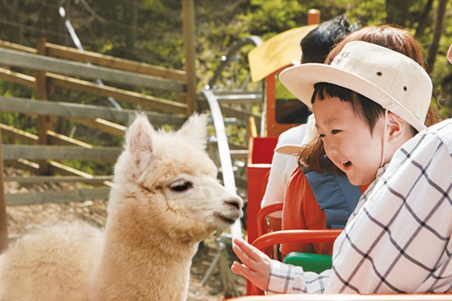 From Seoul: Full Day Trip to Alpaca Farm with Rail Bike - Comfort Tips That Make the Day Easier