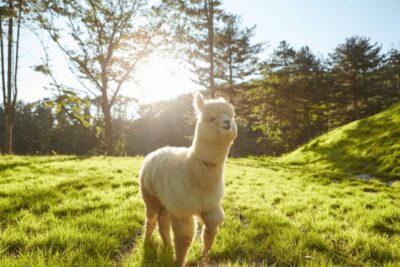 From Seoul: Full Day Trip to Alpaca Farm with Rail Bike - Price and What You Actually Get for $59