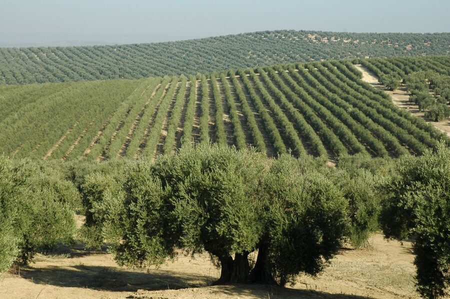 From Seville: Olive Oil Farm Tour - The Orchard Walk: Tree Care That Explains the Oil