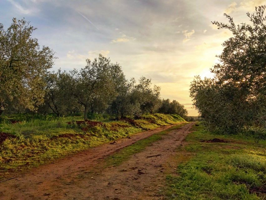 From Seville: Olive Oil Farm Tour - Inside the Small Factory: Machines and Traditional Production