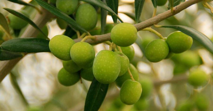 From Seville: Olive Oil Farm Tour - Price and Value: Is $105 Worth It?