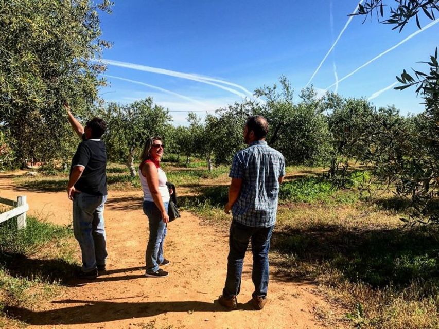 From Seville: Olive Oil Farm Tour - Practical Tips to Make This Tour Feel Smooth