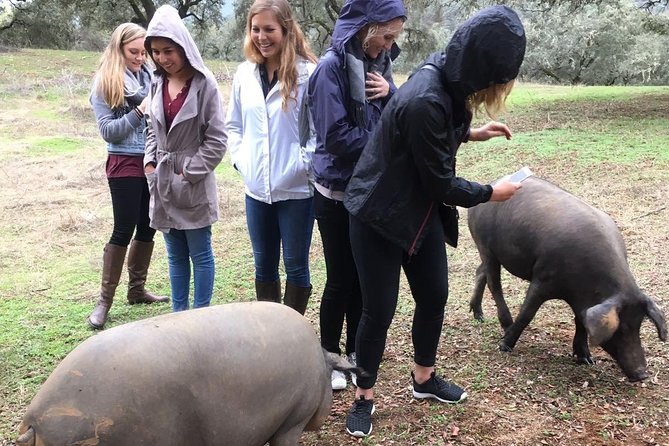 From Seville: Pig Farm private day tour and old villages visit - A Private Ham-Factory Day Trip from Seville