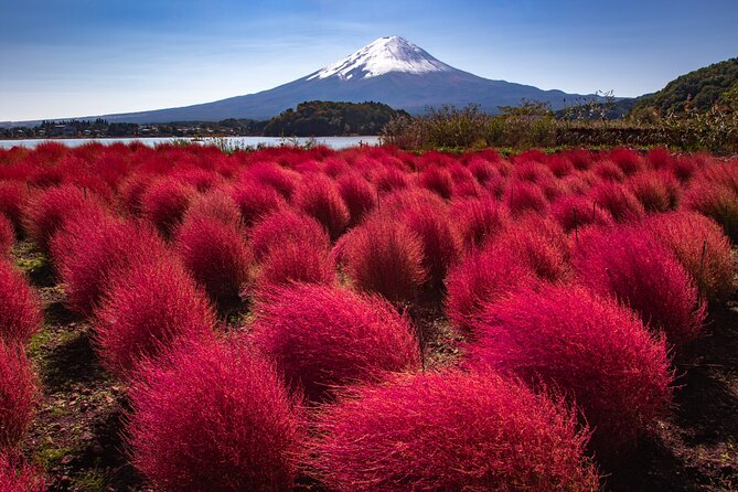 From Tokyo Mt.Fuji, Lake Kawaguchi, Makaino Farm day tour - Makaino Farm: Sheep, Horses, and Fresh Dairy Treats