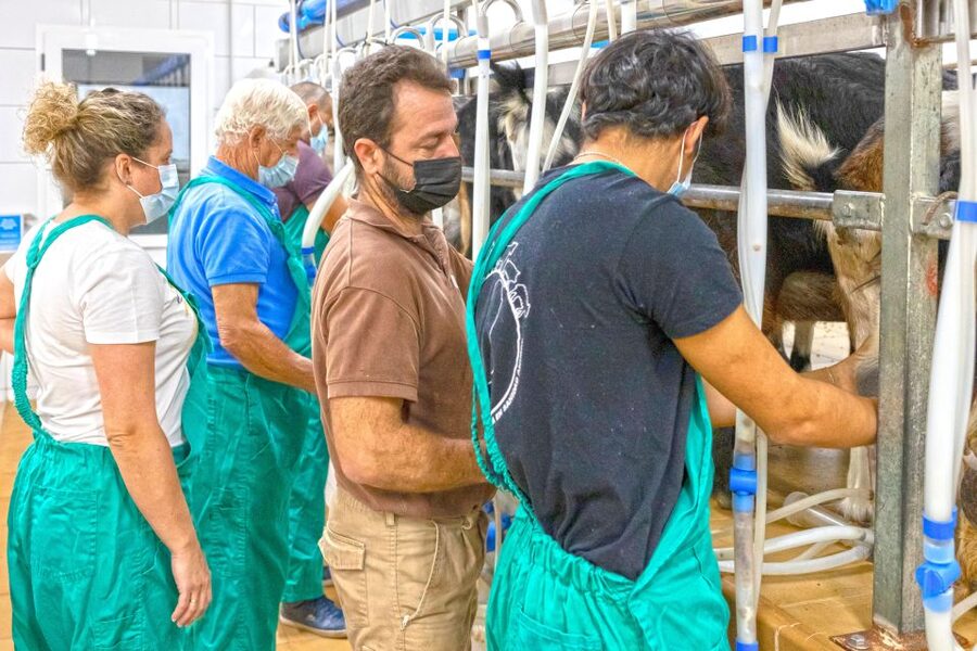 Fuerteventura: Artisan Goat's Cheese Making at Local Farm - Who this workshop is best for (and who should think twice)