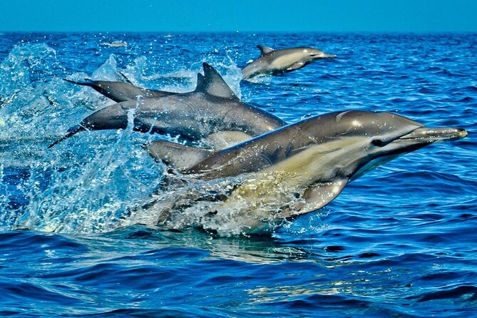 Full-Day Guided private Dolphins tour+ Monkeys + Stone town &spice Farm Zanzibar - The Value Angle: $130 for Four Big Zanzibar Stops