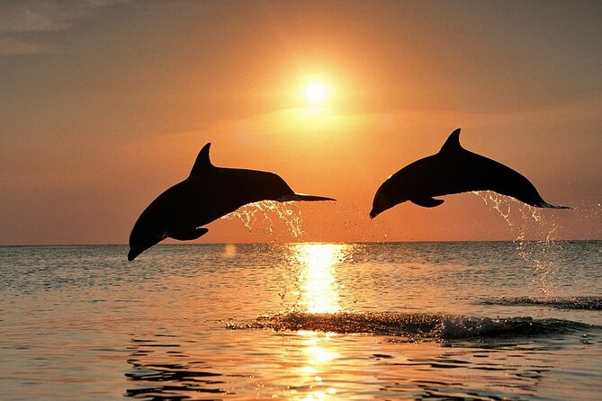 Full-Day Guided private Dolphins tour+ Monkeys + Stone town &spice Farm Zanzibar - Jozani Chwaka Bay National Park: Red Colobus and Mangroves on a Bridge