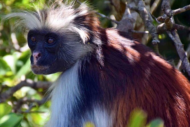 Full-Day Guided private Dolphins tour+ Monkeys + Stone town &spice Farm Zanzibar - Should You Book This Mnemba–Jozani–Spice Farm–Stone Town Day?