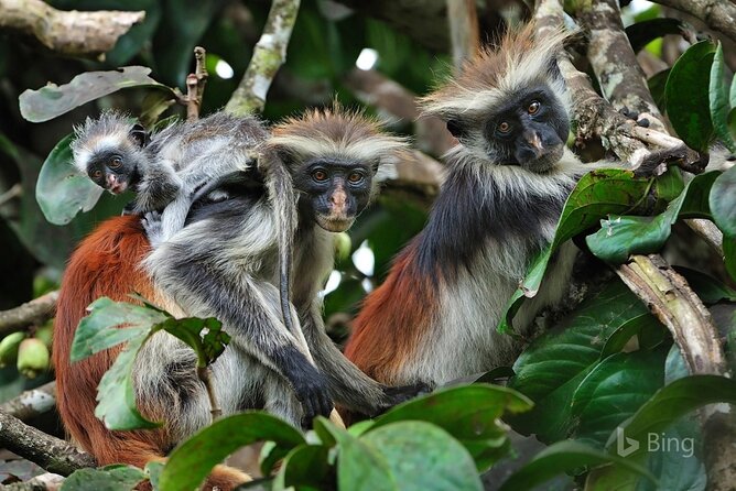 Full-Day Guided private Dolphins tour+ Monkeys + Stone town &spice Farm Zanzibar - Mnemba Island Dolphins + Snorkeling at Mnemba Atoll (Morning Magic)