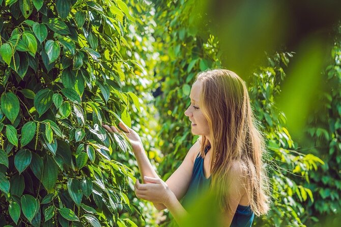 Full Day Pepper Farm Adventure by Scooter - Why this scooter day works so well in Kampot and Kep