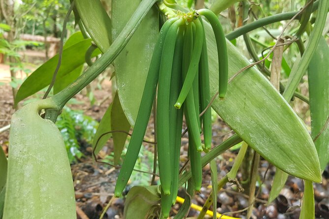 Full Day Private Spice Farm Stone Town and Prison Island - Practical tips for your best Stone Town–Spice Farm–Prison Island day