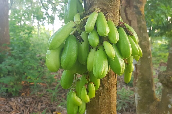 Full Day Private Spice Farm Stone Town and Prison Island - Should you book this private full-day Stone Town, Spice Farm, and Prison Island tour?