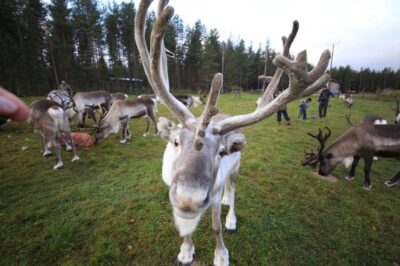 Full day: Reindeer Farm, Santa Claus Village & Husky Park - Key things to know before you go