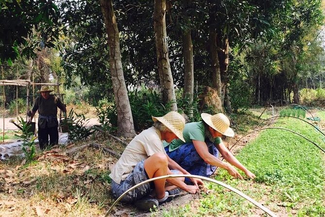 Full Day Siem Reap Farm Tour with Cooking Class and Monk Blessing - Krabei Riel: the 20–30 minute shift from Angkor traffic to real work