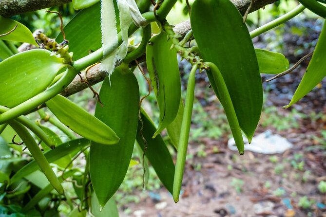 Full Day Tour Stone Town (City tour)+Prison Island and Spice Farm - Price and value: why $100 can work on this Zanzibar route