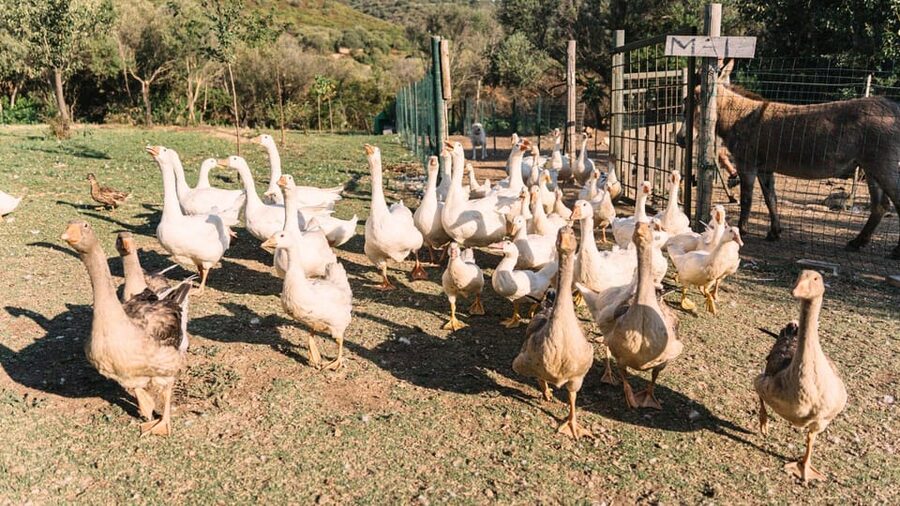 Gallura: Picnic on a Farm with Animals - What the One-Hour Flow Feels Like (Your Timeline in Plain Terms)