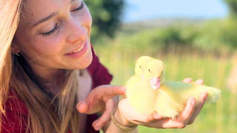 Gallura: Picnic on a Farm with Animals - Rescued Animals and the Low-Net Setup (Safety That Still Feels Friendly)