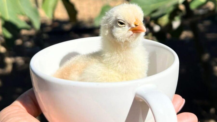 Gallura: Picnic on a Farm with Animals - Practical Tips: Shoes, Clothing, and How to Act Around Animals