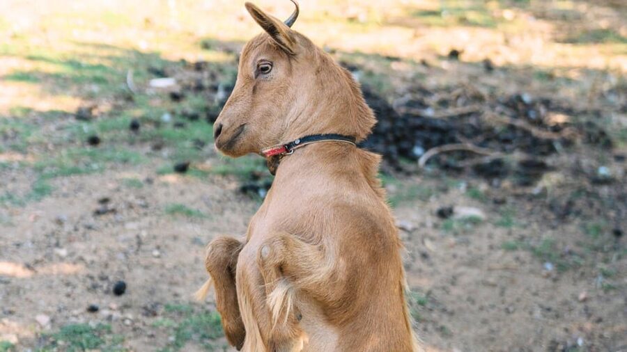 Gallura: Picnic on a Farm with Animals - Pets and Leashes: What’s Allowed