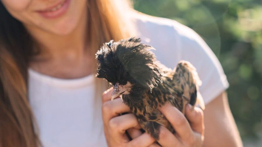 Gallura: Picnic on a Farm with Animals - Feeding Time: Seasonal Foods and Natural Behavior
