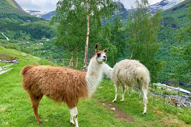 Geiranger by Royal route, 5 hours with visiting a high-mountain farm - Stop 7: Westerås Restaurant for a Pre-Reserved Cliffside Meal