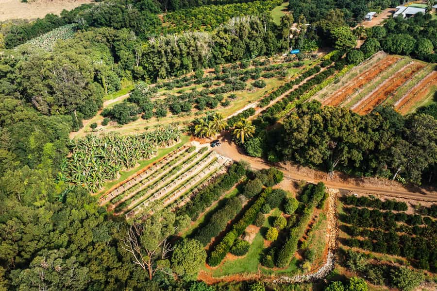 Gold Coast: Tropical Fruit World Full Farm Tour - Meeting point: the big avocado on the highway