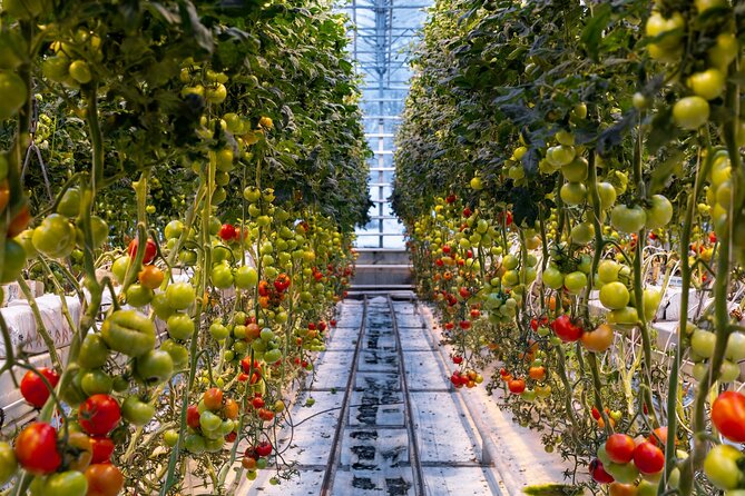 Golden Circle and Lunch at Fridheimar Tomato Farm - with photos - When you should book this tour (and who it suits)