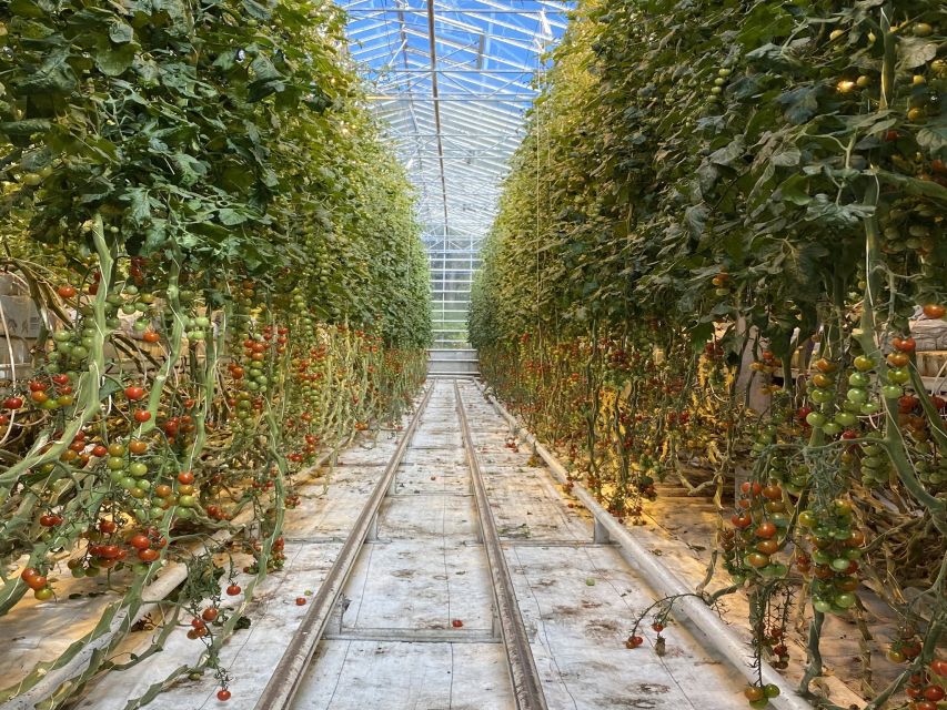 Golden circle, hot spring bakery, tomato farm private tour - Key points before you go