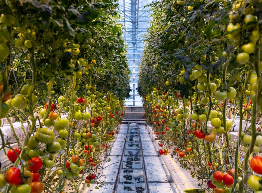 Golden Circle & Lunch at Fridheimar Tomato Farm- with photos - What to Wear and Bring for Iceland’s Windy, Wet Stops