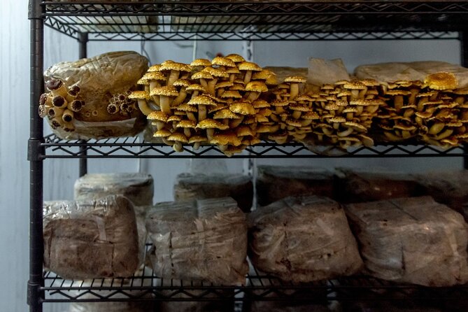 Gourmet Mushroom Farm Tour in Tennessee - Mushroom Farm Tour at HENOSIS: What You’re Really Paying For