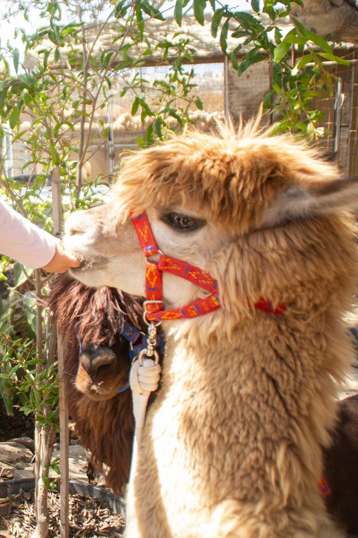 Gozo Alpaca Walks : with feeding and farm visit - Short time, hands-on animals