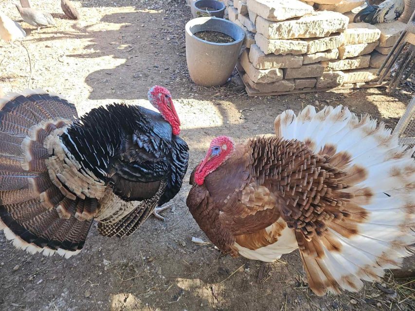 Gozo Alpaca Walks : with feeding and farm visit - Price and time: is $71 per person worth it?