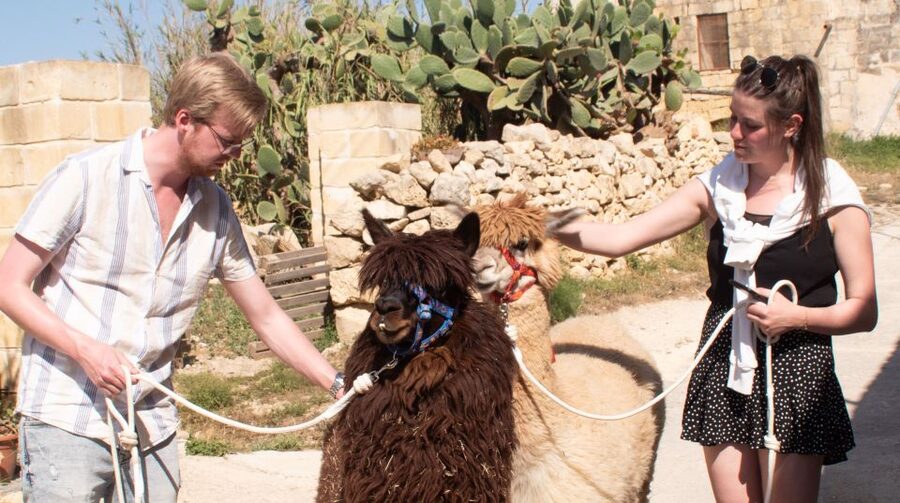 Gozo Alpaca Walks : with feeding and farm visit - The briefing: how you guide a calm alpaca