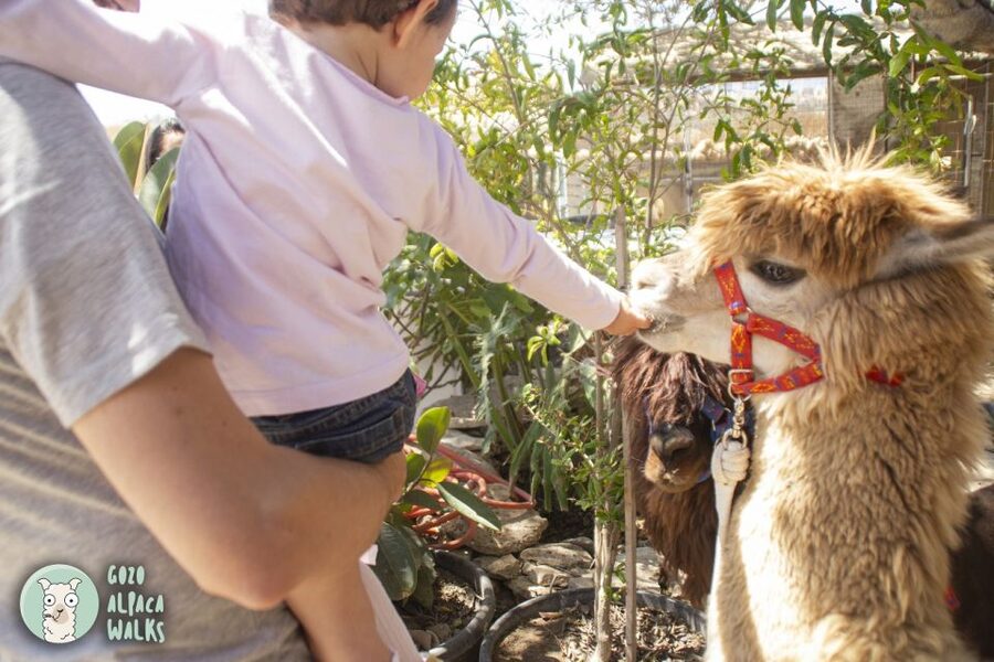 Gozo Alpaca Walks : with feeding and farm visit - Your alpaca walk: slow countryside bonding time