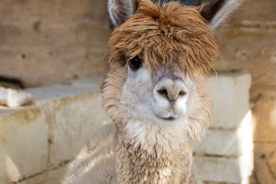 Gozo Alpaca Walks : with feeding and farm visit - The rest of the animal cast: rabbits, peacocks, turkeys, and Tom the cat