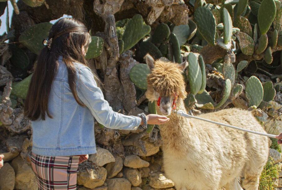 Gozo Alpaca Walks : with feeding and farm visit - Guide energy matters: Nicky and Melissa set the tone