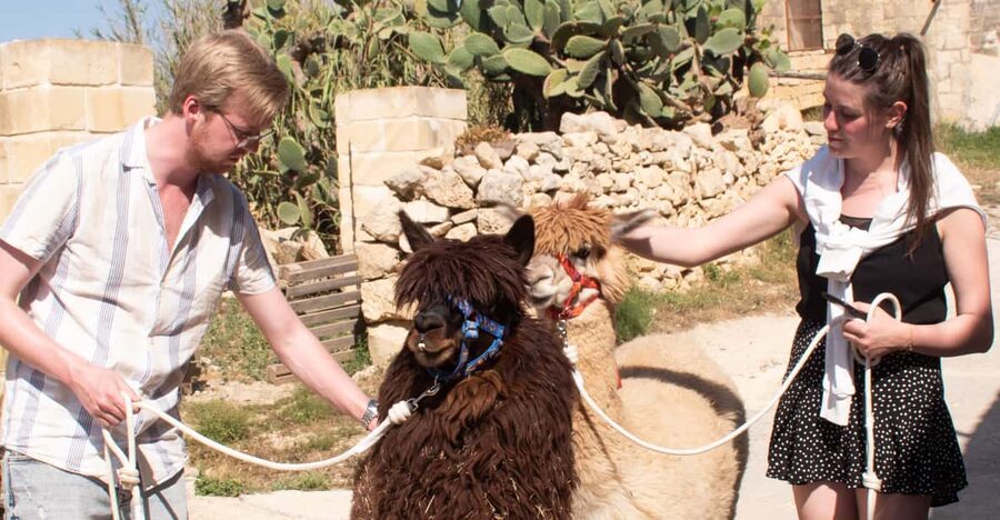 Gozo Alpaca Walks : with feeding and farm visit - First stop: Razzett Alpaca and that small wooden door