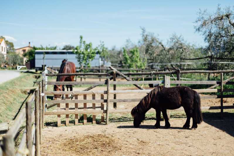 Grosseto: visit the family farm with tasting of local food - Feeding Time: Horses, Sheep, Goats, Rabbits, and Poultry