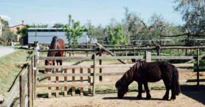 Grosseto: visit the family farm with tasting of local food - Two Hours of Farm Life, Not a Staged Performance