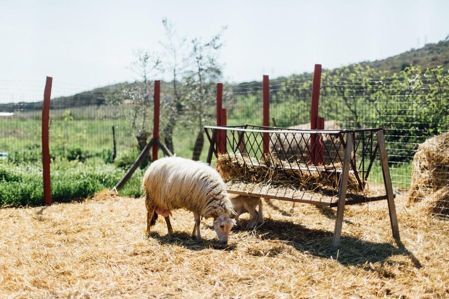 Grosseto: visit the family farm with tasting of local food - Price and Value: Is $33 for Two Hours Worth It?