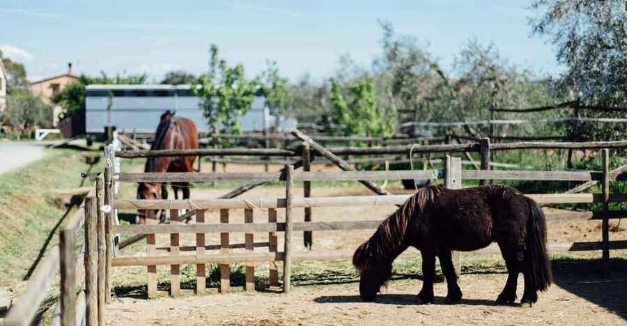 Grosseto: visit the family farm with tasting of local food - Two Hours of Farm Life, Not a Staged Performance