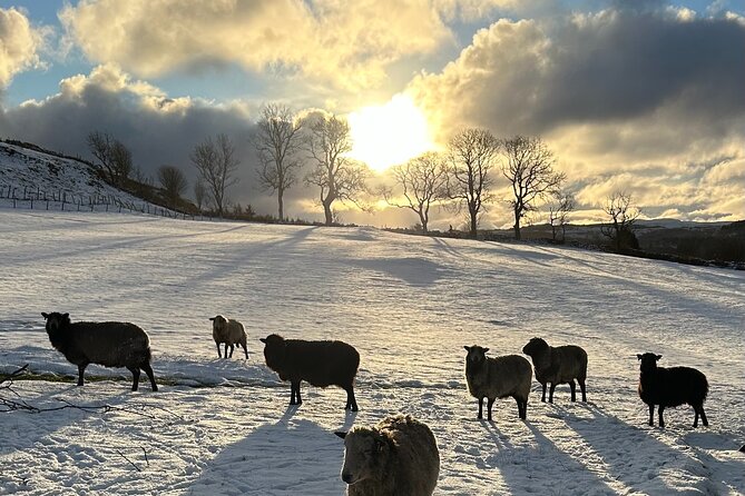 Guided Hebridean Farm Hike near Tobermory, Isle of Mull, Scotland - Who This Hebridean Farm Hike Is Best For