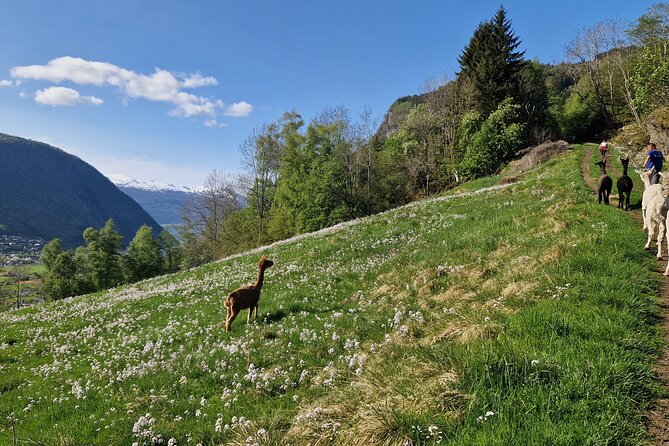 Guided Hiking tour on the Lands of Steim Farm in Vik, Norway - What You Actually Do on This Hike