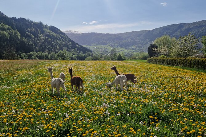 Guided Hiking tour on the Lands of Steim Farm in Vik, Norway - Quick, Useful Highlights