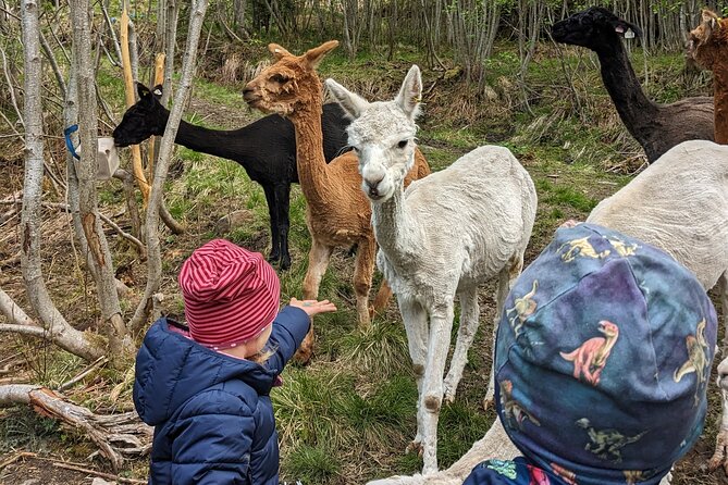 Guided Hiking tour on the Lands of Steim Farm in Vik, Norway - Forest Trail Hiking Through Traditional and Modern Farming