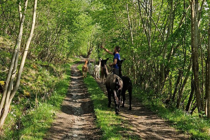 Guided Hiking tour on the Lands of Steim Farm in Vik, Norway - Vik Centre and Vikøyri: Getting Your Bearings Fast