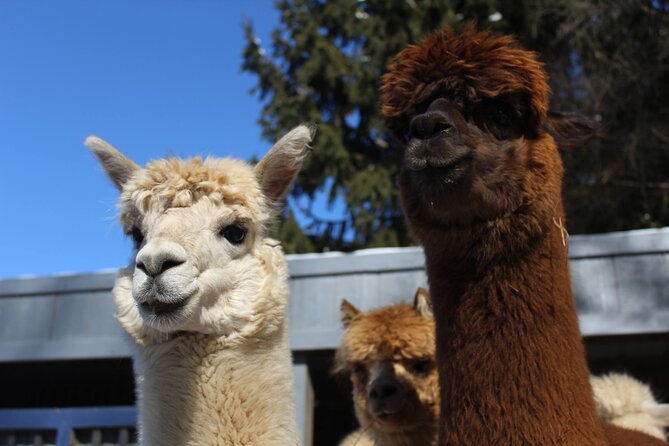 Guided Lilymoore Alpaca Farm Tour - Key highlights at Lilymoore Alpaca Farm