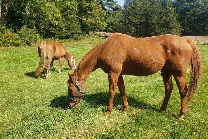 Guided Lilymoore Alpaca Farm Tour - Your 1-hour guided farm tour at 21 Moore Rd (no fluff, all animals)